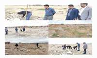 اجرای طرح جونده کشی در راستای مبارزه با مخزن بیماری سالک