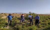 آغاز طرح جونده کشی در راستای مبارزه با بیماری‌ سالک در روستای قمیطه
